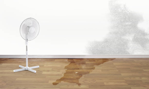 Best Flood damage cleanup  in Greenwood, SC